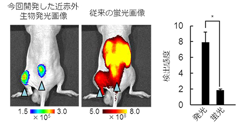 図2 低酸素誘導因子が活性化した皮下腫瘍のイメージングの違い（左）と今回開発した近赤外生物発光画像（発光）と従来の蛍光画像（蛍光）の検出感度（特異的シグナル／非特異的シグナル）の比較（右） 従来の蛍光画像では，腎臓より排せつされる蛍光色素からの非特異的なシグナルが強すぎて腫瘍からの特異的なイメージを得られない。