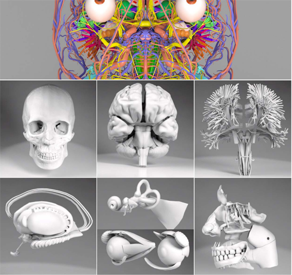 「東京大学脳神経外科頭部3DCGデータベース」からダウンロード可能な3DCGの例