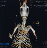 Brilliance CTXLiŃRAff