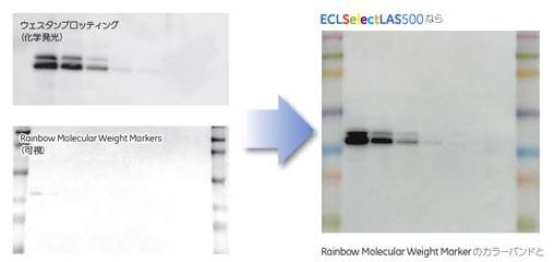左（従来）：別のモードで撮影した画像を重ね合わせ。Rainbow Molecular Weight Markersも白黒表示（下画像） 右（ECLSelectLAS500システム）：カラーバンドとウェスタンブロッティングバンドを一枚の画像として取得。分子量で7色に色分けされた軸上にバンドが表示されるため、分子量を容易に判別可能