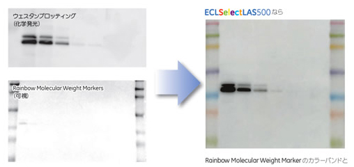 i]jFʂ̃[hŎBe摜dˍ킹BRainbow Molecular Weight Markers\i摜j EiECLSelectLAS500VXejFJ[ohƃEFX^ubeBOohꖇ̉摜ƂĎ擾Bqʂ7FɐFꂽɃoh\邽߁AqʂeՂɔʉ\