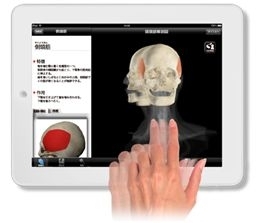 DS ANATOMY@򕔋؍inUwAv
