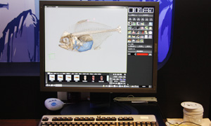 AquariumR[i[ŏЉĂ3D摜