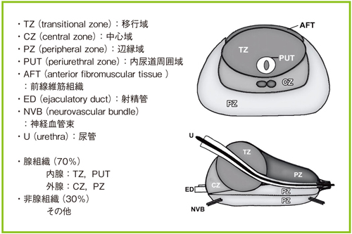 図1 前立腺の解剖(参考文献2)より引用転載)