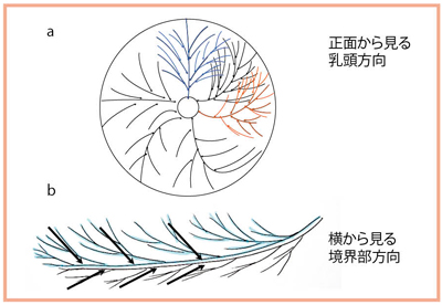 }8@Bt̍\ƓGR[\̋K\͎}