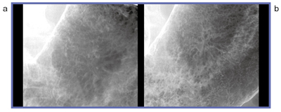 }4@ I.I.iajFPDibj̉掿̔r