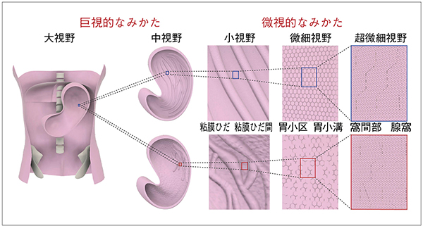 図6　存在診断・質的診断・量的診断の基準 （NPO日本消化器がん検診精度管理評価機構読影基準検討会での議論を基に作成）