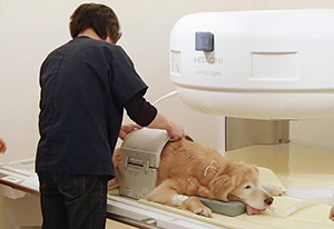 大きい犬種では頭部用コイルのLサイズを使用