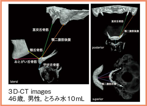図7　筋の起始-停止長変化