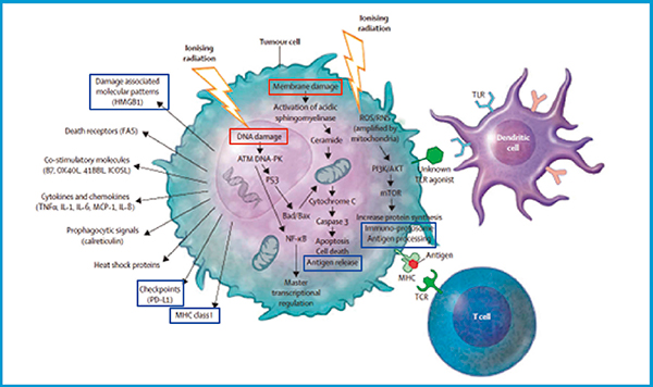 図2　放射線照射された腫瘍細胞における免疫表現型の変化 （参考文献2）より引用改変）