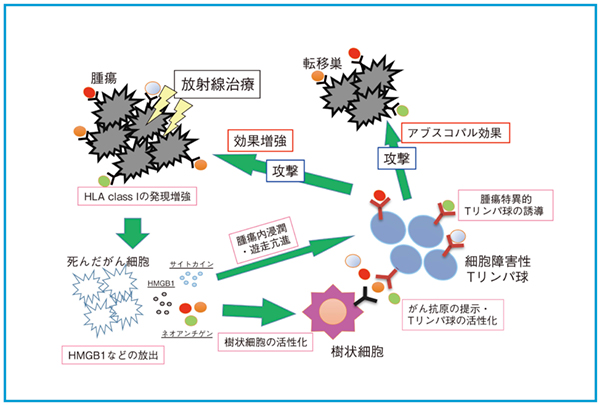 図1　放射線による細胞性免疫増強メカニズム（概略） 放射線照射により，腫瘍のHLA class Iの発現が増強するとともに，死んだがん細胞からHMGB1などの細胞障害関連分子パターンやがん抗原が放出される。次いで，活性化された樹状細胞が，がん抗原を吸収しTリンパ球に提示することで，がん抗原特異的な細胞障害性Tリンパ球が増加する。このTリンパ球が被照射腫瘍を攻撃すれば放射線効果の増強が，照射範囲外の腫瘍を攻撃すればアブスコパル効果が確認される。