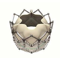 「サピエンXT」生体弁