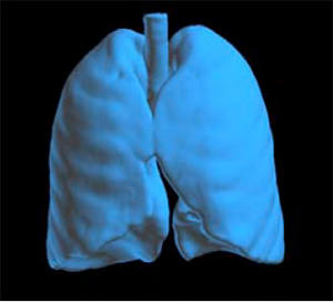 作成したポリゴンモデル例