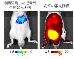 図3 低酸素誘導因子が活性化した肝転移病巣のイメージングの違い 従来の蛍光画像では，膀胱より排せつ途中の蛍光色素からの非特異的なシグナルが強すぎて，肝臓がんをイメージすることができない。