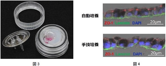 図3 改良した閉鎖系培養容器（RPE細胞シート用） 図4 自動培養したRPE細胞シートの品質評価（RPE細胞シートの縦断面） 細胞間接着マーカー（赤）：ZO-1，基底膜形成マーカー（緑）：Laminin，細胞核染色（青）（DAPI）
