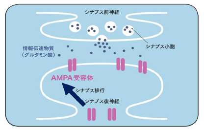 図1　AMPA受容体のシナプス移行
