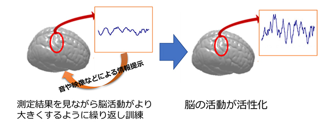 図2：ニューロフィードバックによる脳活動の随意的コントロール