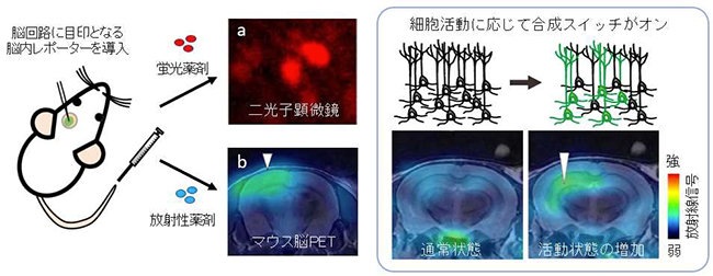 図2：脳内レポーターを神経細胞に発現させ蛍光と放射線で可視化 （左）蛍光と放射線を利用して神経細胞と回路全体を同じ動物脳で画像化 （右）細胞活動に応じて合成スイッチがオンとなる細工を施したウイルスベクターで脳内レポーター遺伝子を海馬の神経細胞に導入し，回路が活動する状態をPET画像化