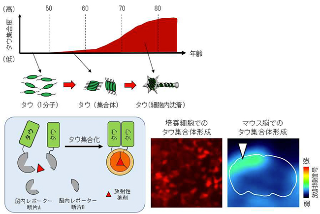 図4：回路におけるタウ集合体形成を放射光で早期検出 （上）アルツハイマー病で観察される加齢に伴ったタウ集合度のイメージ （左下）タウが集合体を形成するプロセスを画像化するバイオセンサー分子の原理 （右下）培養細胞（蛍光）とマウス脳（PET）でタウ集合体が形成される様子の画像