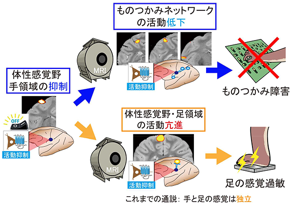 図1：本研究の概要図