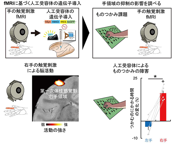 図2：手の触覚刺激による第一次体性感覚野・手領域の脳活動をfMRI で捉え，そこに「スイッチ」として働く人工受容体を導入して活動を止めると，物をうまくつかめなくなる