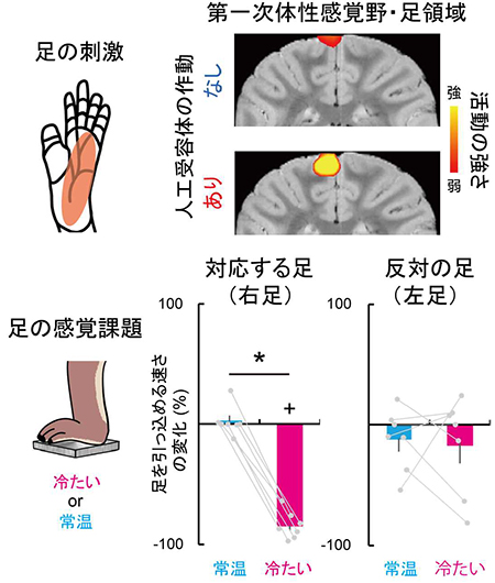図4：手領域の活動を止めると，意外にも足領域の活動が上がり，足の感覚が過敏になる。