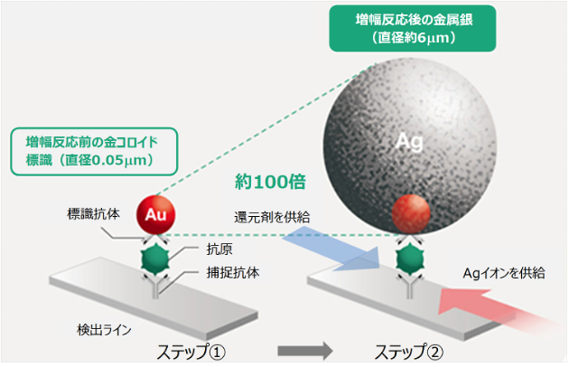 「富士ドライケム IMMUNO AG ハンディ COVID-19 Ag」に応用した富士フイルムの銀増幅技術