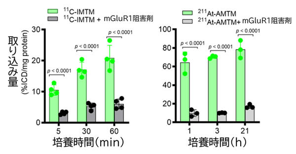 ​図1　マウス由来悪性黒色腫の培養細胞を用いた11C-IMTMと211At-AMTMの結合性評価 mGluR1阻害薬を添加した場合に結合性が有意に低下していることから，どちらの薬剤もmGluR1に特異的に結合していることが確認できた。