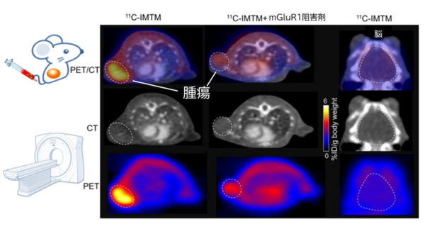 ​図2　悪性黒色腫マウスモデルに11C-IMTMを投与して撮像したPET画像 各部位における11C-IMTMの放射能量
