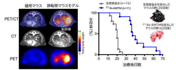 図5　肺転移マウスモデルにおける11C-IMTMと211At-AMTMのペアによるセラノスティクス評価