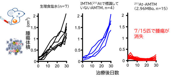 ​図6　膵臓がん皮下移植マウスモデルに対する211At-AMTM投与による抗腫瘍効果