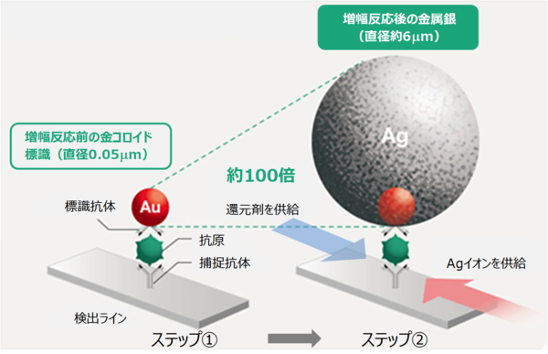 「RSV/hMPV」に応用した、銀塩増幅反応による高感度検出技術