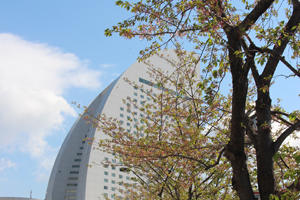 葉桜越しのパシフィコ横浜