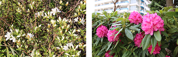 会場周辺ではツツジやシャクナゲが目を楽しませてくれる。